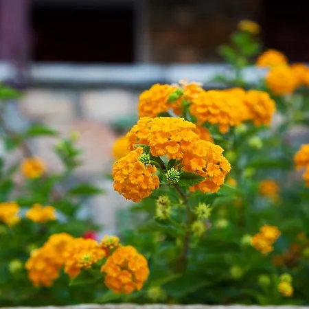 Daire Muses Villas *