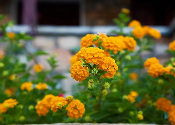 Apartman Alonissos Muses *